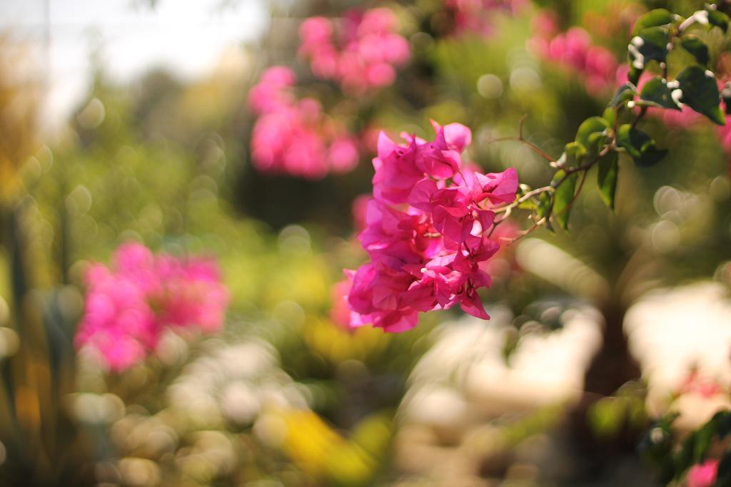 Valle Di Mare Country Resort Fontane Bianche Dış mekan fotoğraf